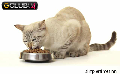 7 อาหารที่แมวไม่สามารถกินได้