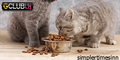 7 อาหารที่แมวไม่สามารถกินได้