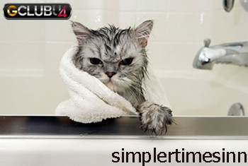 วิธีอาบน้ำให้แมว