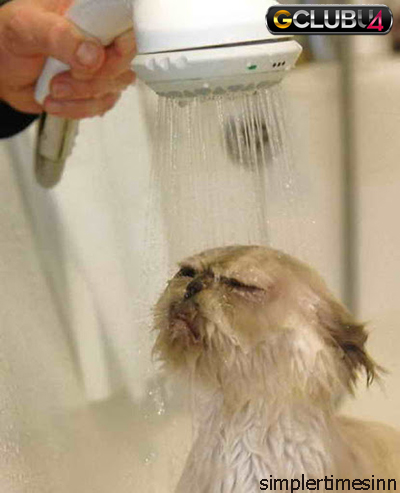 วิธีอาบน้ำให้แมว
