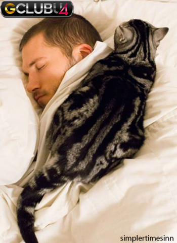 เหตุผลที่แมวชอบนอนกับเจ้าของ