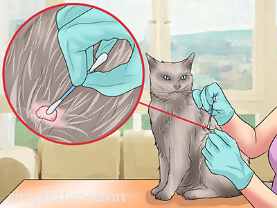 วิธีกำจัดเห็บออกจากแมว