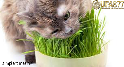 ทำไมน้องแมวต้องกินหญ้า
