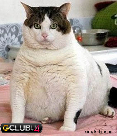 แมวอ้วน
