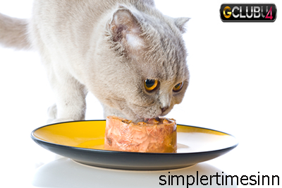 อาหารเปียกจำเป็นกับแมวหรือไม่