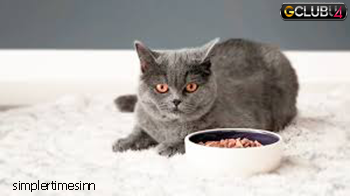 อาหารเปียกจำเป็นกับแมวหรือไม่
