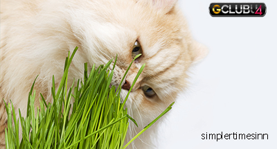 ทำไมแมวถึงกินหญ้า?