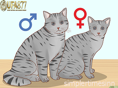 การทำหมันแมวตัวผู้กับตัวเมียแตกต่างกันอย่างไร