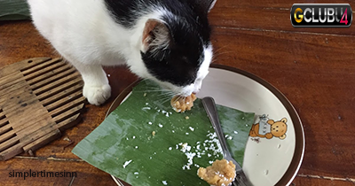 วิธีจัดการกับแมวที่ชอบกินอาหาร
