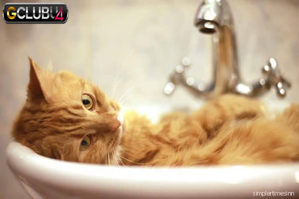 การอาบน้ำให้แมว ที่จะทำให้คุณไม่เจ็บตัว