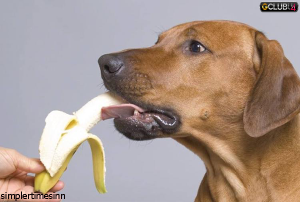 สุนัขกินผักและผลไม้ได้หรือไม่