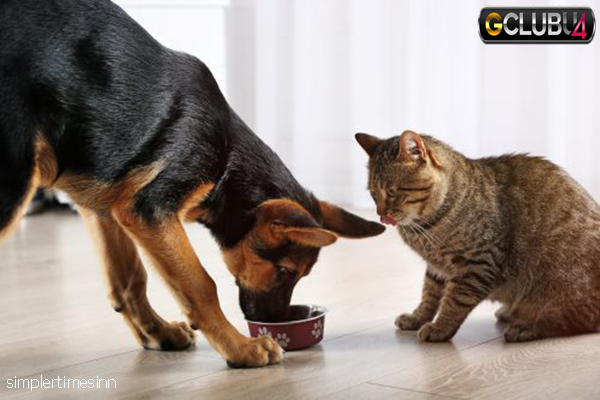 แมวกินอาหารสุนัขได้หรือไม่?