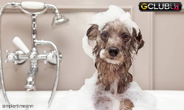 คุณควรอาบน้ำให้สุนัขบ่อยแค่ไหน?