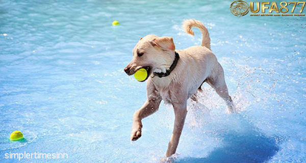 ประโยชน์ของการว่ายน้ำสำหรับสุนัข