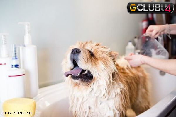 คุณควรอาบน้ำให้สุนัขบ่อยแค่ไหน?