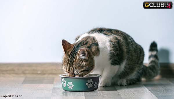 จะทำอย่างไรเมื่อแมวของคุณไม่กินอาหาร