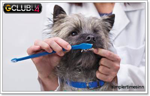 วิธีแปรงฟันน้องหมาใน 5 ขั้นตอน