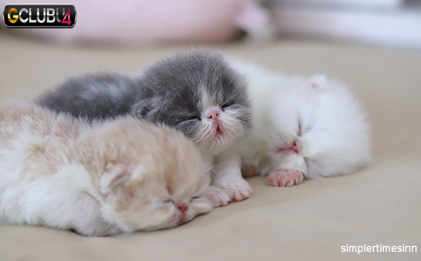 การดูแลหลังคลอดของแม่แมวและลูกแมวแรกเกิด