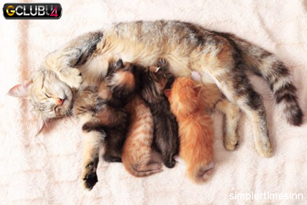 การดูแลหลังคลอดของแม่แมวและลูกแมวแรกเกิด