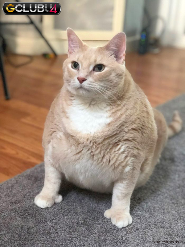 การลดน้ำหนักให้กับแมว