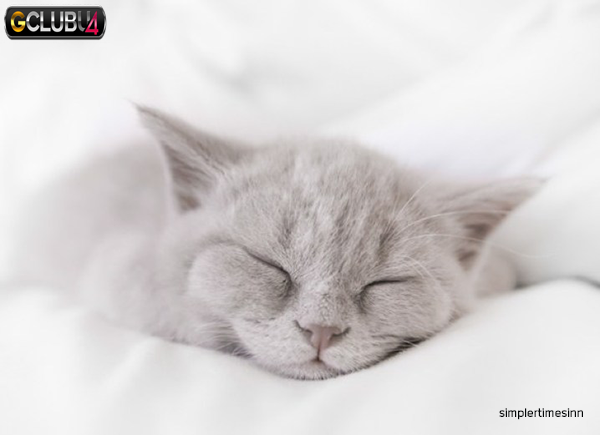 5 เหตุผลที่แมวของคุณนอนกรน