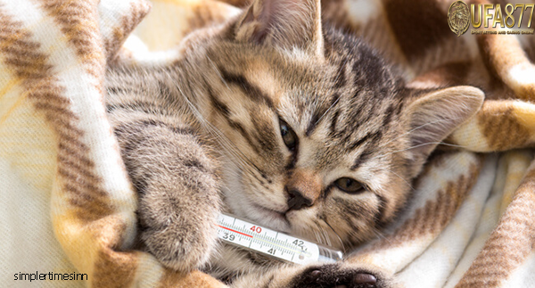 ไข้หวัดแมวคืออะไร  จะทำอย่างไรถ้าแมวหรือลูกแมวของคุณเป็นไข้หวัดแมว