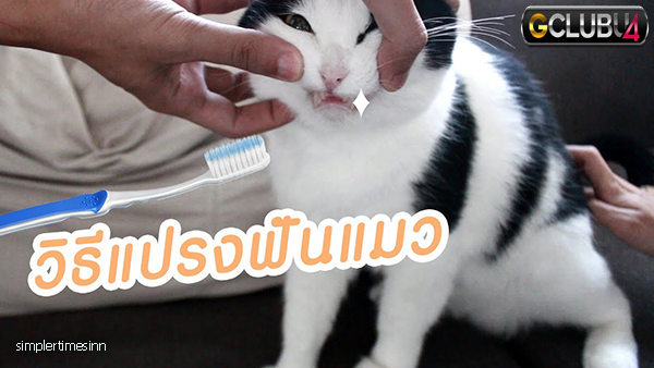 ดูแลรักษาฟันของแมว