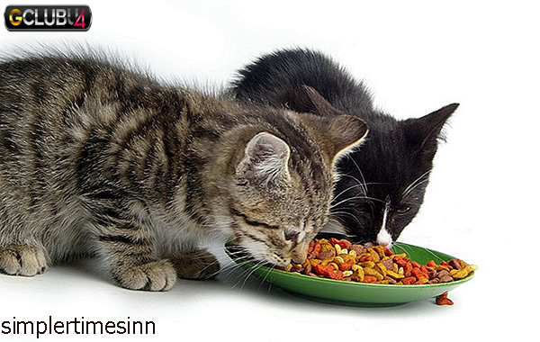 การให้อาหารตามธรรมชาติสำหรับแมว