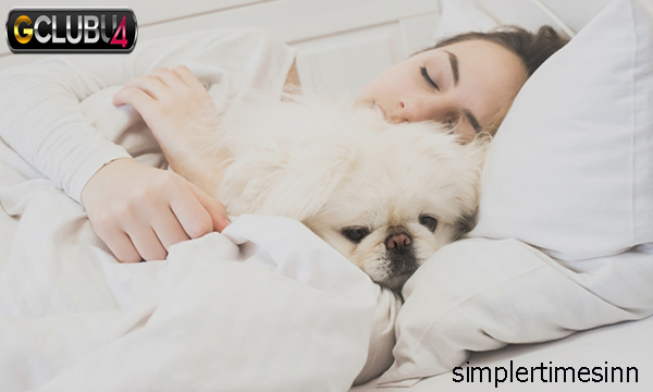 การนอนบนเตียงกับสัตว์เลี้ยงสามารถทำให้คุณป่วยได้หรือไม่