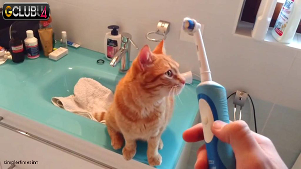 การดูแลฟันโดยไม่ต้องใช้แปรงสำหรับแมว