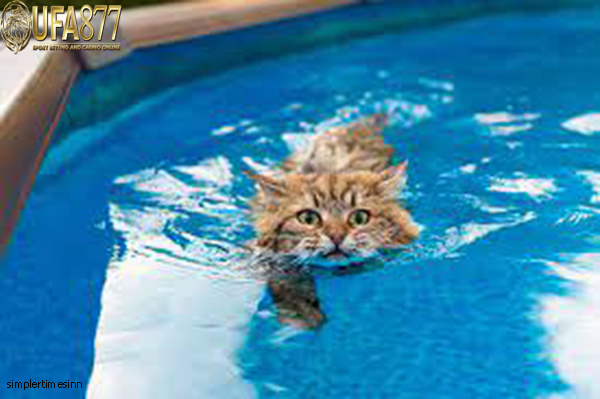 แมวว่ายน้ำได้ไหม 