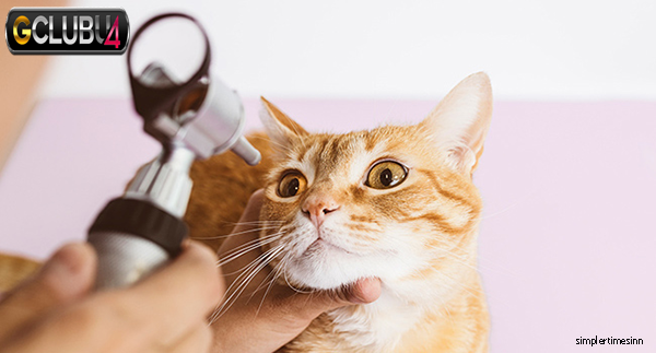 วิธีระบุการติดเชื้อที่ตาแมว