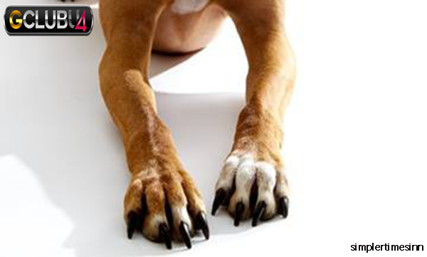ทำไมสุนัขถึงเลียนิ้วเท้ามากเกินไป