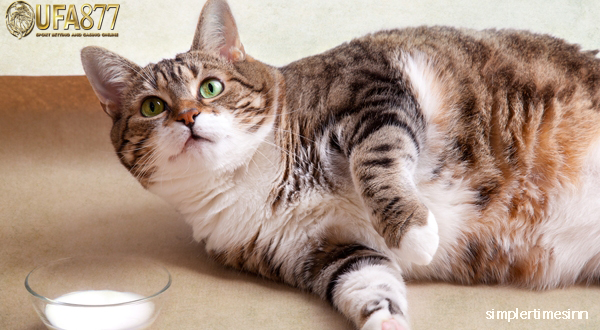 การลดน้ำหนักที่ง่ายและดีต่อสุขภาพในแมว