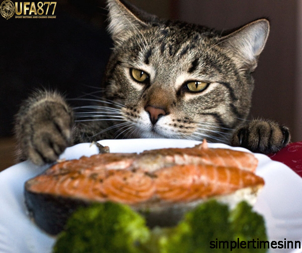 วิธีหยุดแมวไม่ให้ขโมยอาหาร