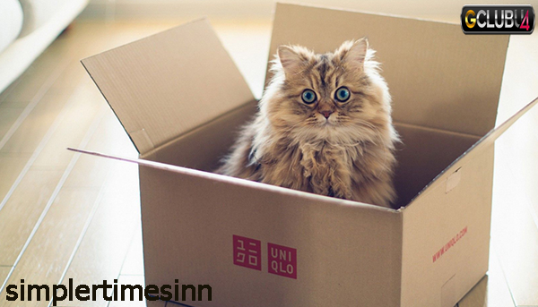 ทำไมแมวถึงชอบกล่อง