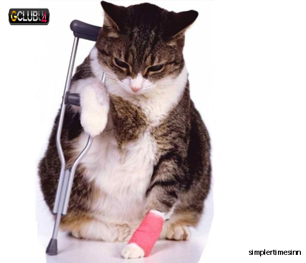 การปฐมพยาบาลเบื้องต้นสำหรับแมวที่มีอาการบาดเจ็บ