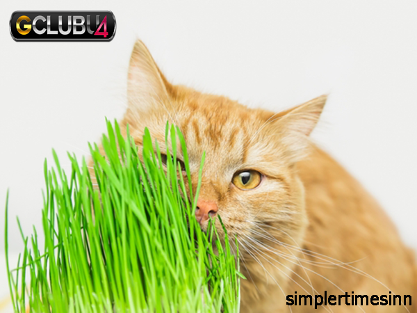 ทำไมแมวถึงกินหญ้า