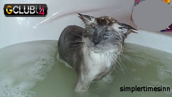 เหตุผลที่แมวเกลียดน้ำ