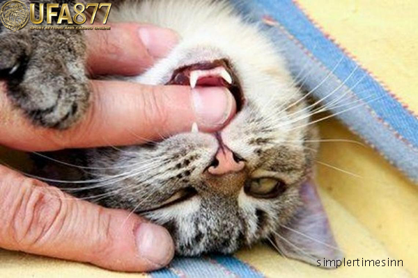 สัญญาณแมวที่มีอาการปวดฟัน