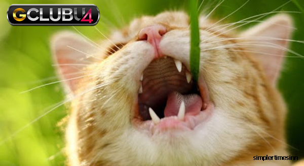 ทำไมแมวถึงกินหญ้า