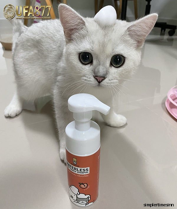 วิธีอาบน้ำแมวแบบแห้ง