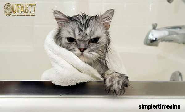 วิธีอาบน้ำแมวแบบแห้ง