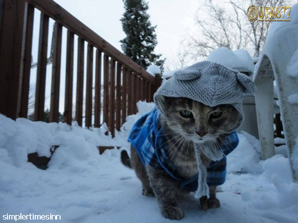 การดูแมวในช่วงหน้าหนาว