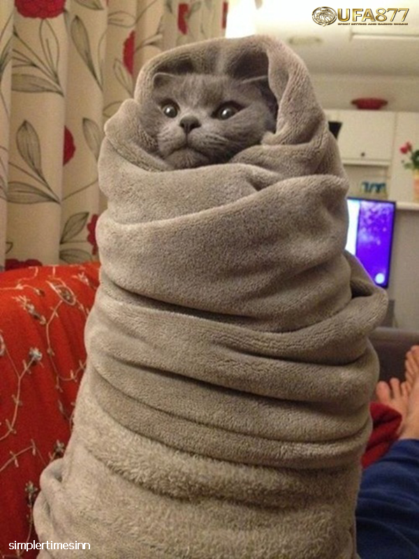 การดูแมวในช่วงหน้าหนาว