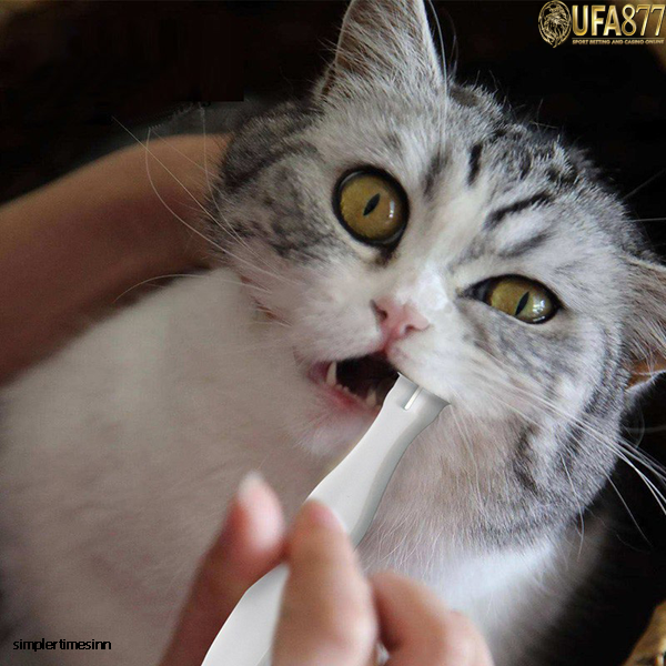 วิธีทำความสะอาดฟันของแมว