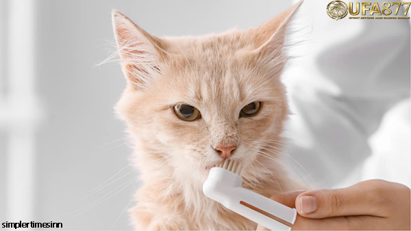 วิธีทำความสะอาดฟันของแมว