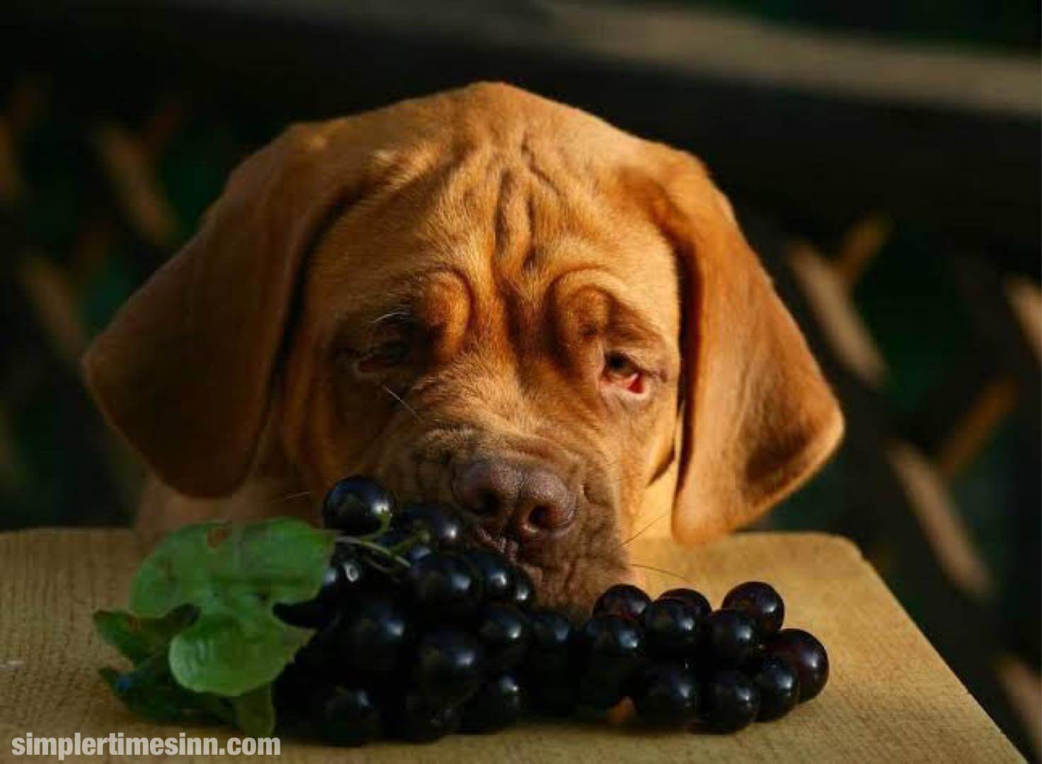 ผักและผลไม้ ที่สุนัขห้ามกิน
