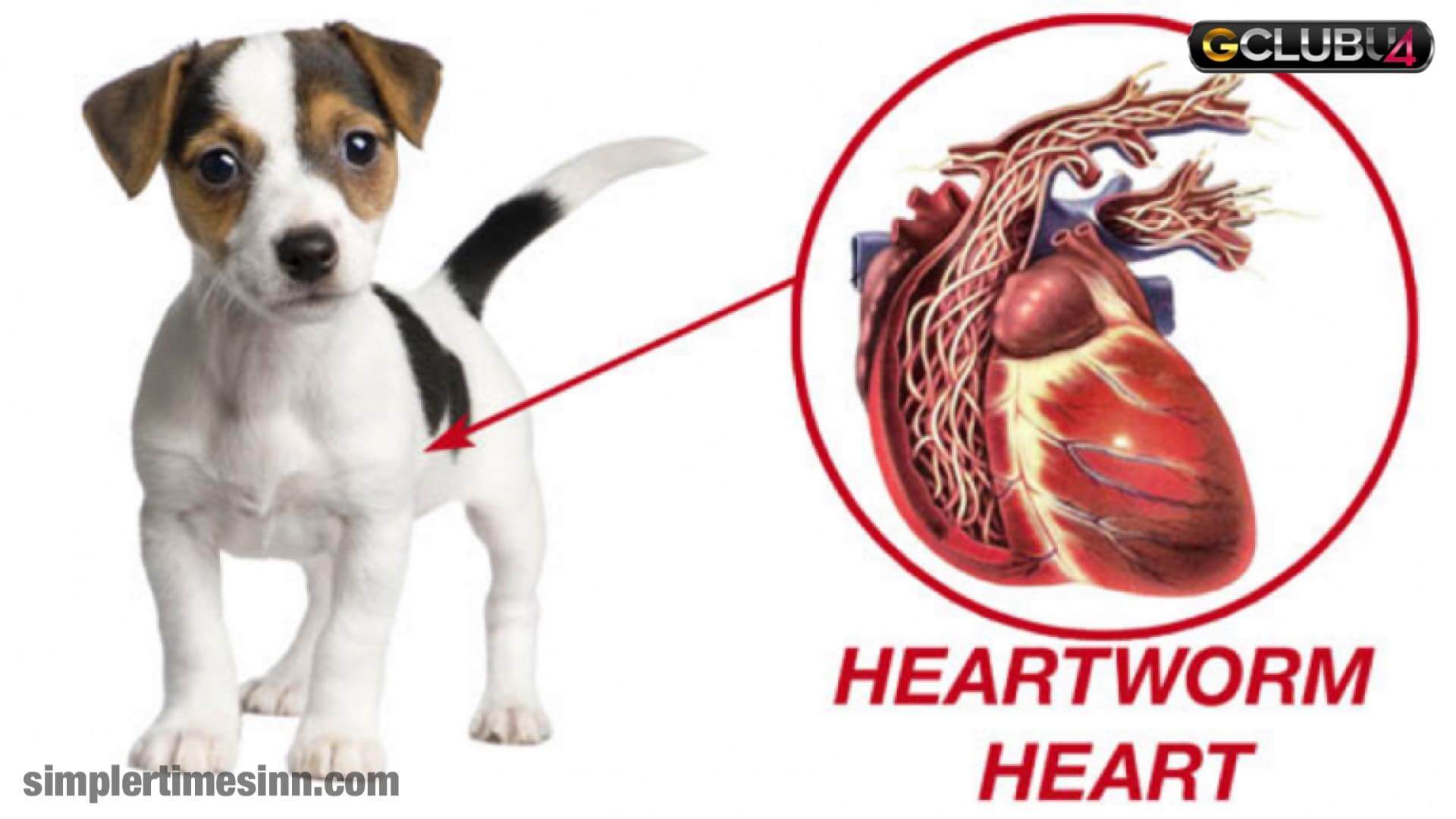โรคพยาธิหนอนหัวใจ ในสัตว์เลี้ยง
