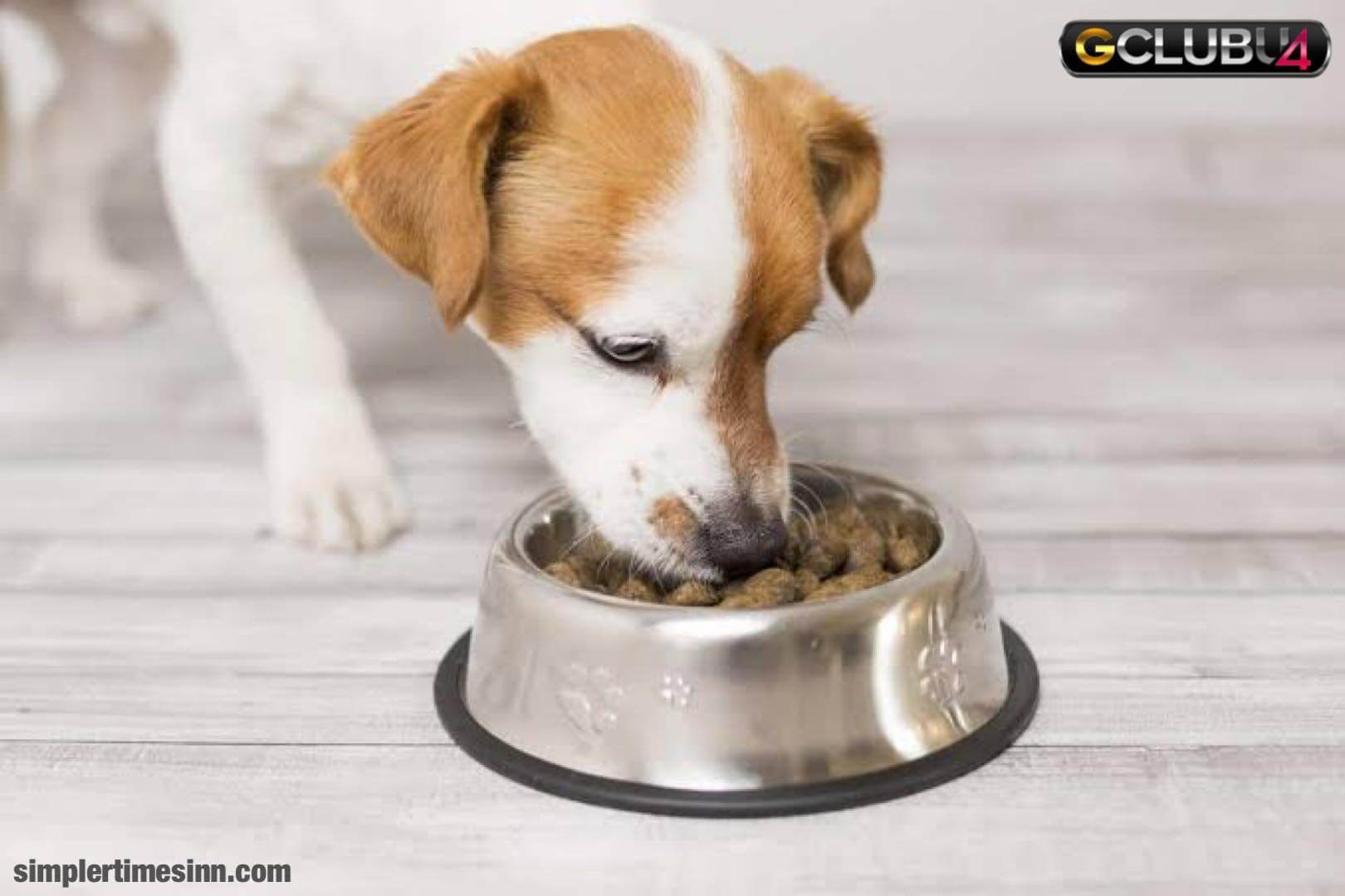 สุนัขกินแค่วันละครั้ง ทำอย่างไรดี?